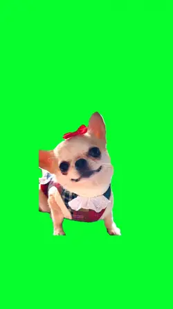 funny happy dog meme