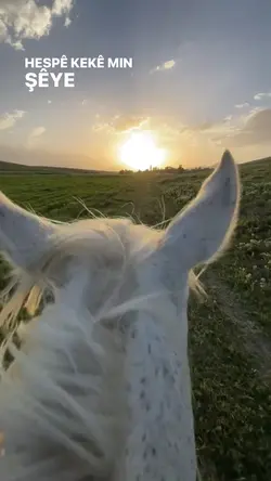 🤍🐎