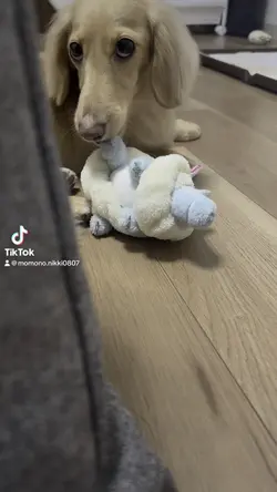 犬の十戒