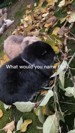 His name is Wiley 