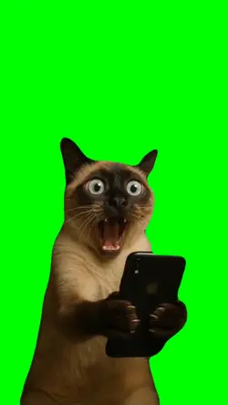 Cat Meme Reaction