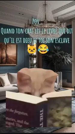 Pov : les chats XD