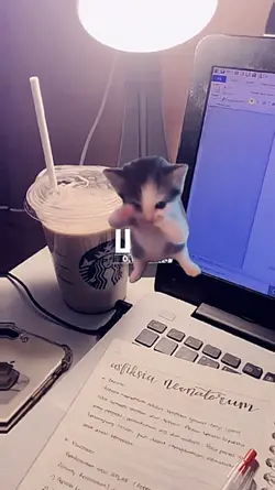 kicau kicau mania