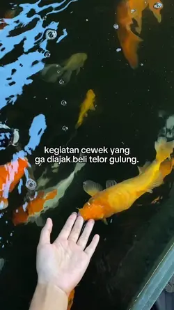 beli telor gulung