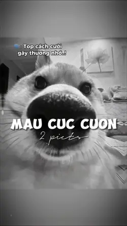 TOP CÁCH CƯỜI GÂY