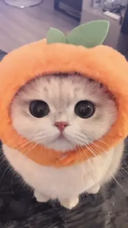 JJ KUCING LUCU