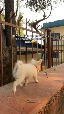 Mah mareyko din pani