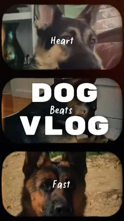 Dog vlog