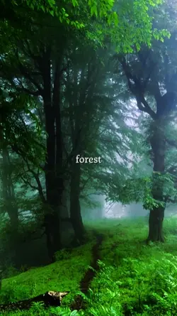 forest
