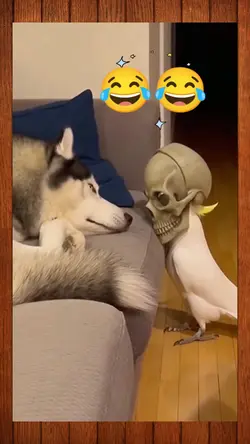 A Bad dream