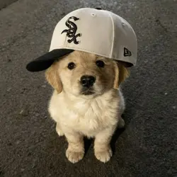 Dog Trend 