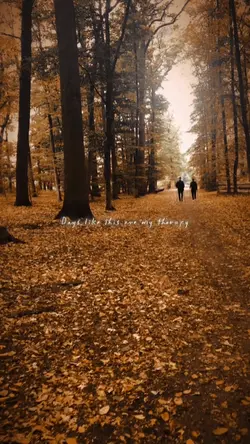 Fall Vibes