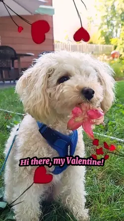 My 💌 Valentine