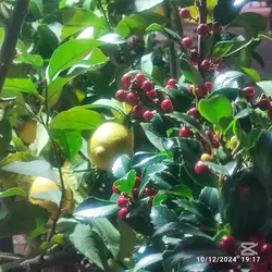 Sicilian Chrismas