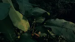 nature slow