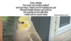My amazing bird 