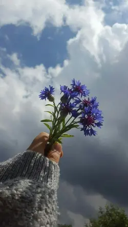 debí 