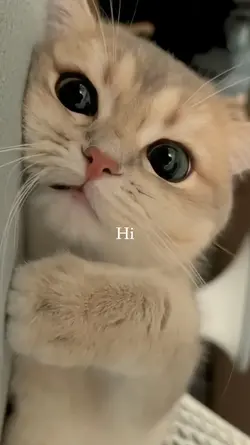 Cat trend 