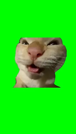 MUHEHEHE CAT