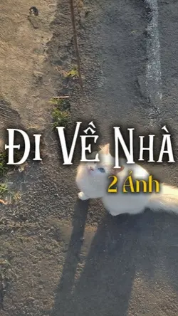Đường về nhà là vào