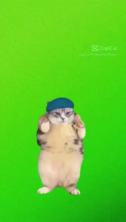 cat green screen