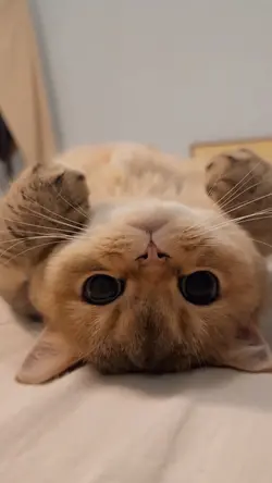 cute cat