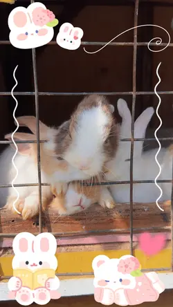 Rabbit Vlog