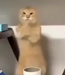 OYEN SEDANG SILAT