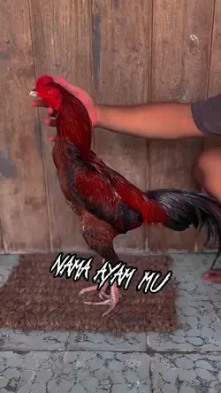 ayam 