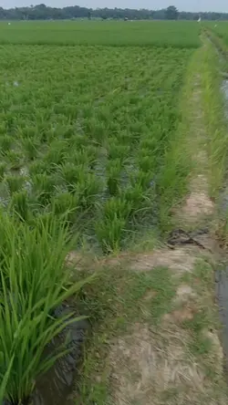 Pruning Padi 