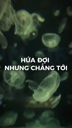 Mẫu nhẹ nhàng 