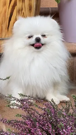 anjing lucu