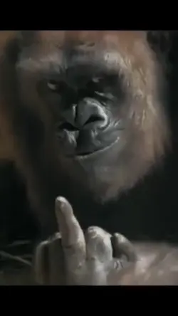KINGKONG NGESELIN