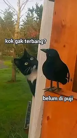 KOK GAK TERBANG?