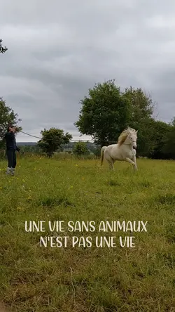 Les animaux 