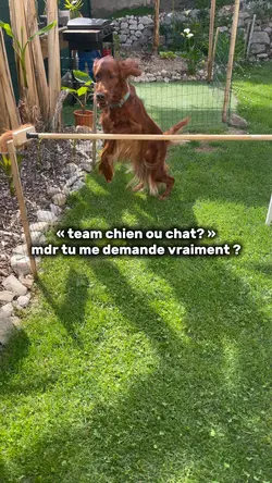 Chien ou chat ? 