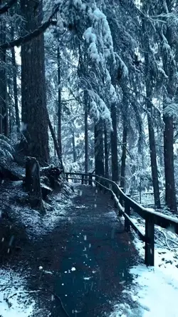 Aurora winter song