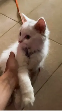 Pet