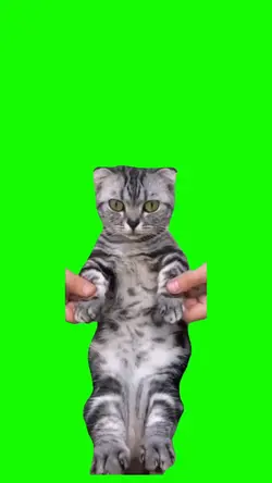 CAT MEME GREENSCREEN