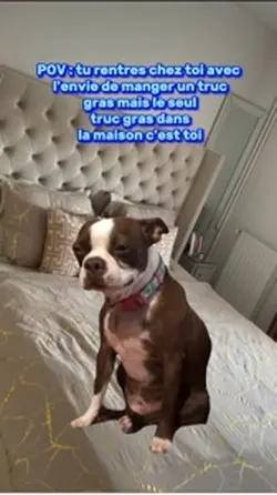 Chien qui pleure
