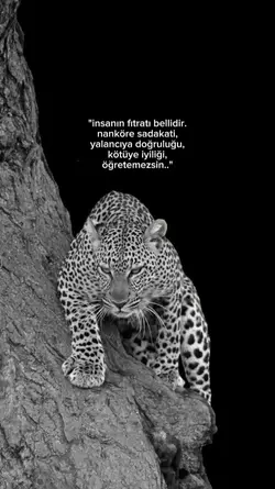 öğretemezsin