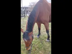 Le cheval de t rêves