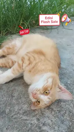 SINGA SYUTING IKLAN