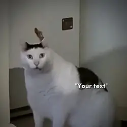 Huh cat