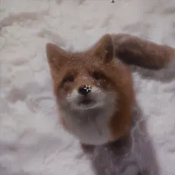 fox!<3