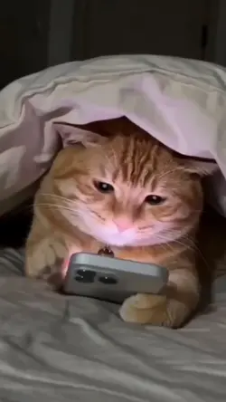 phone and cat