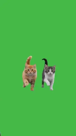Cats of The Farm