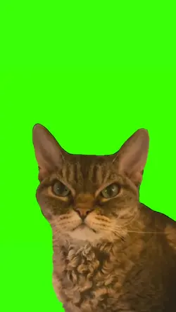 angry cat meme