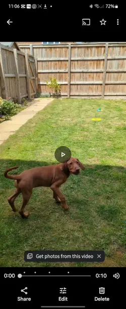 Loves to play catch 