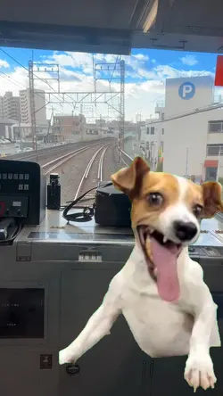 Laughing dog